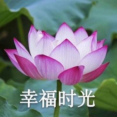 白宫拒绝马斯克为美国运输安全管理局工作人员支付工资的提议